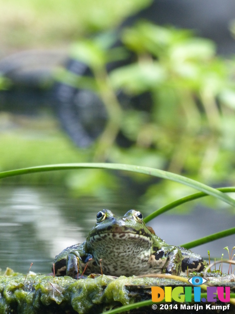 FZ008122 Marsh frog (Pelophylax ridibundus) on plank